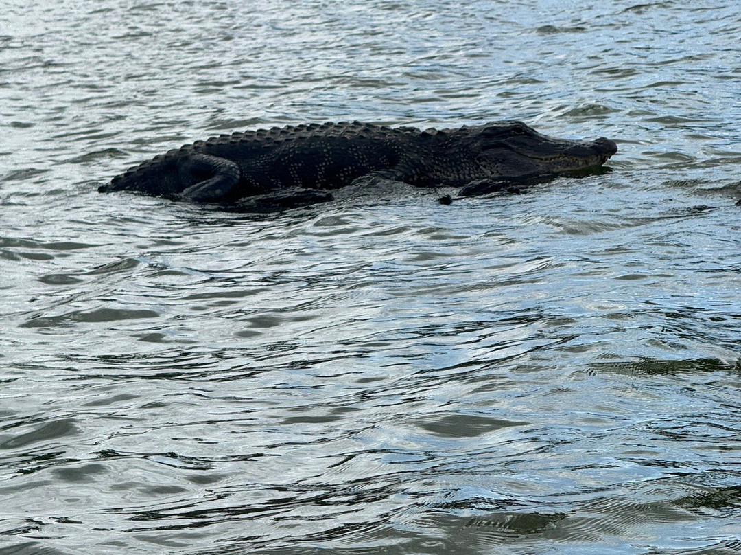 Cajun Country Swamp Tours-布里奥克斯桥必去景点