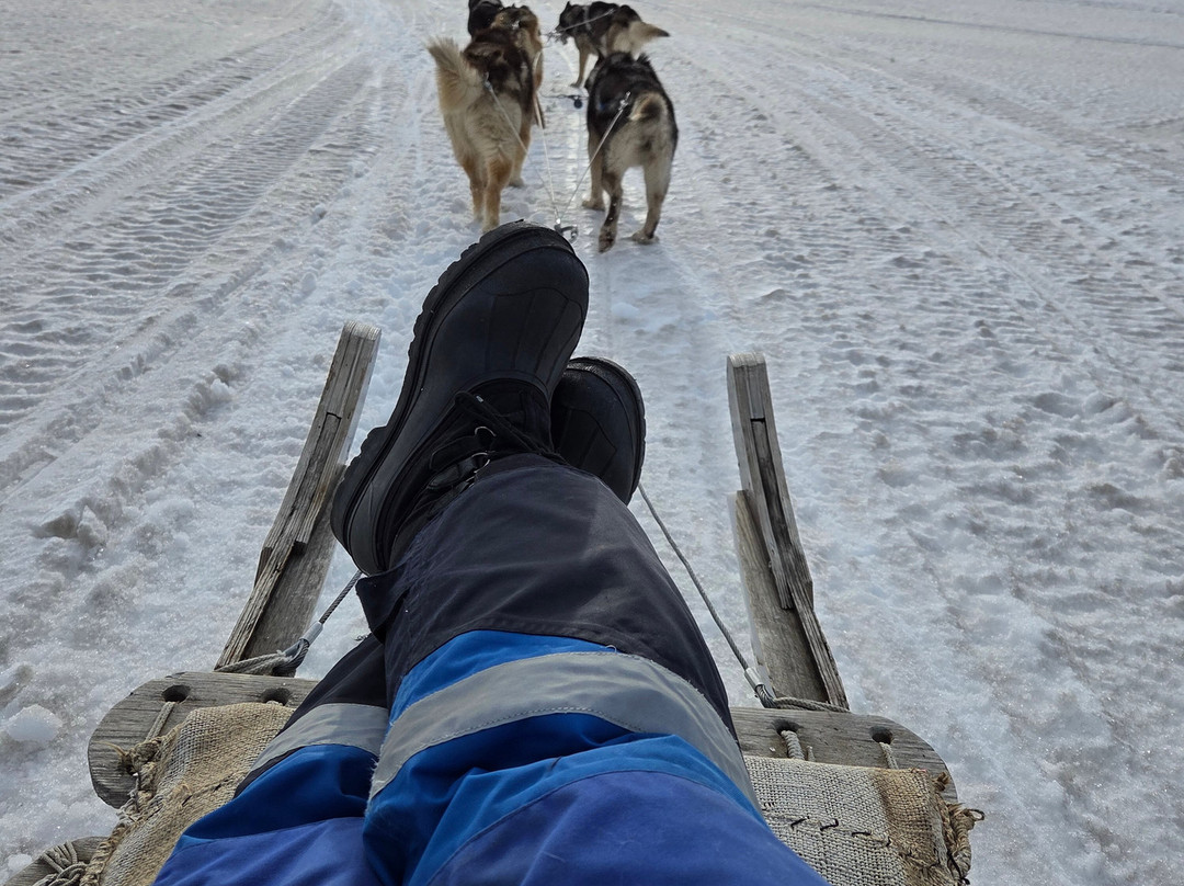 Green Dog Svalbard-朗伊尔城必去景点