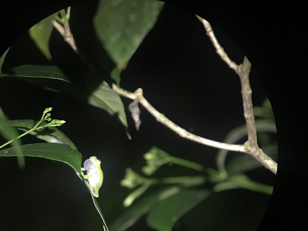 Ficus Trails-蒙特沃德必去景点