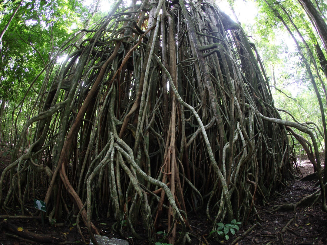 Ujung Kulon Trek-Carita必去景点