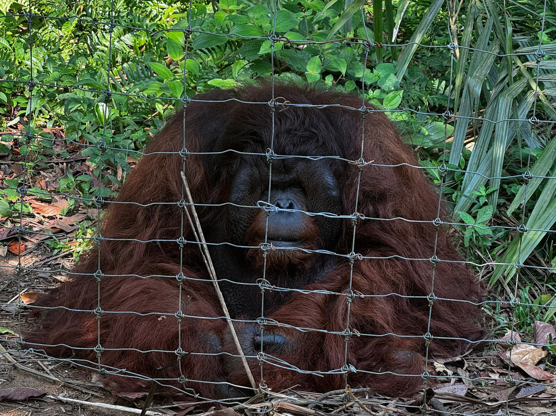 Bukit Merah Orang Utan Island Foundation-新芒魏必去景点