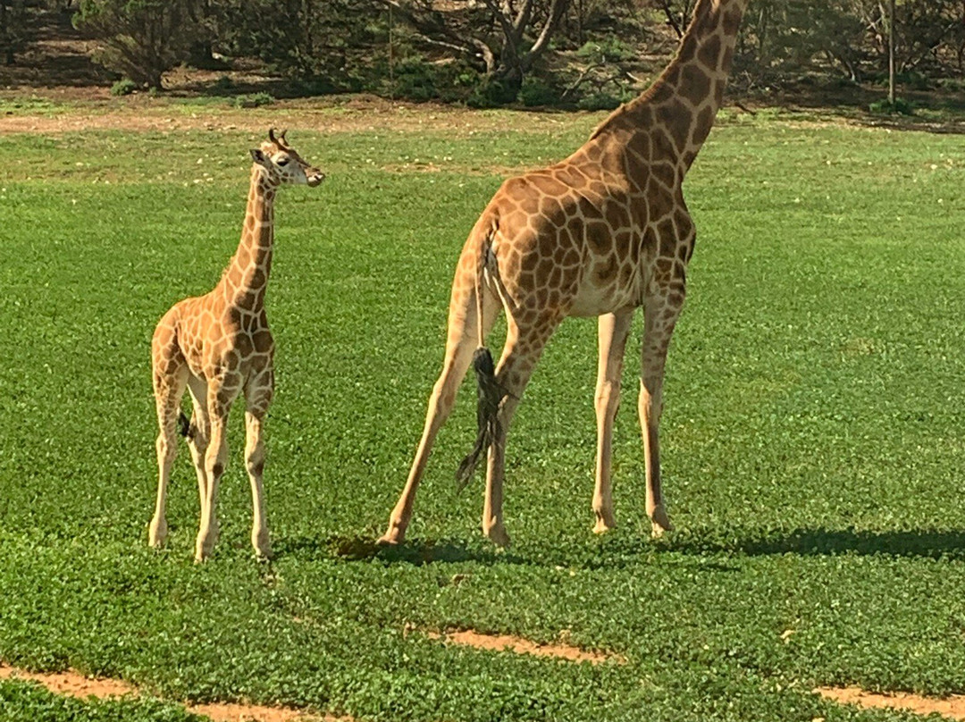 Monarto Safari Park-Monarto必去景点