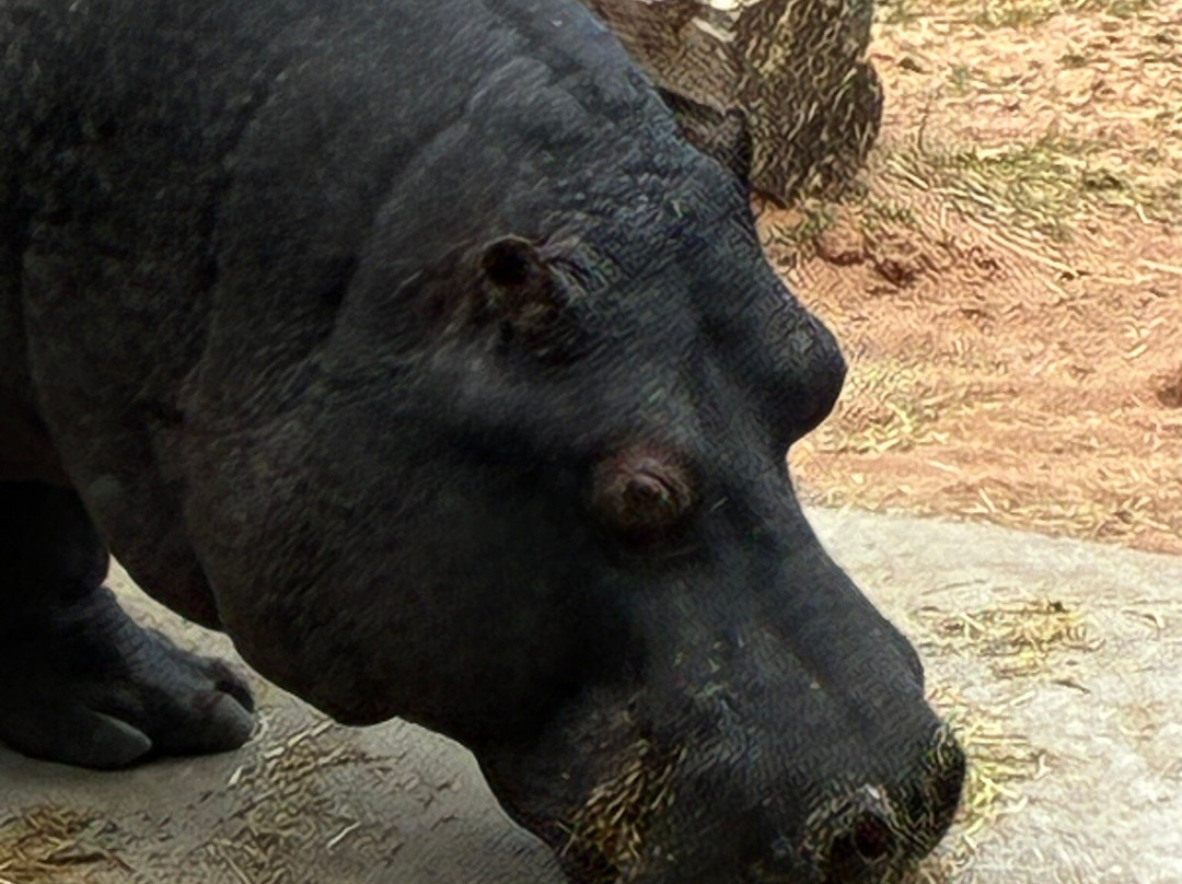 Safari Lodges At West Midlands Safari Park主图