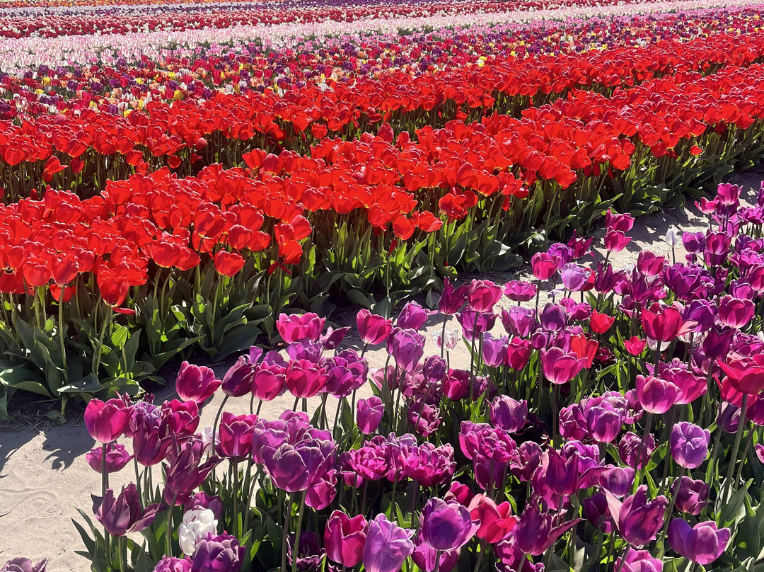 The Tulip Barn-Hillegom必去景点