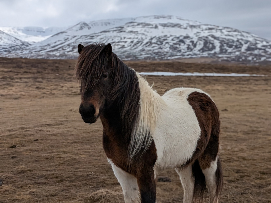 Yogihorse Iceland-Hofsos必去景点