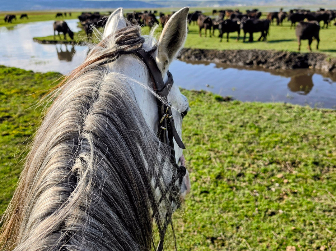 The Dalton Brothers Horse Riding Tours-格雷梅必去景点