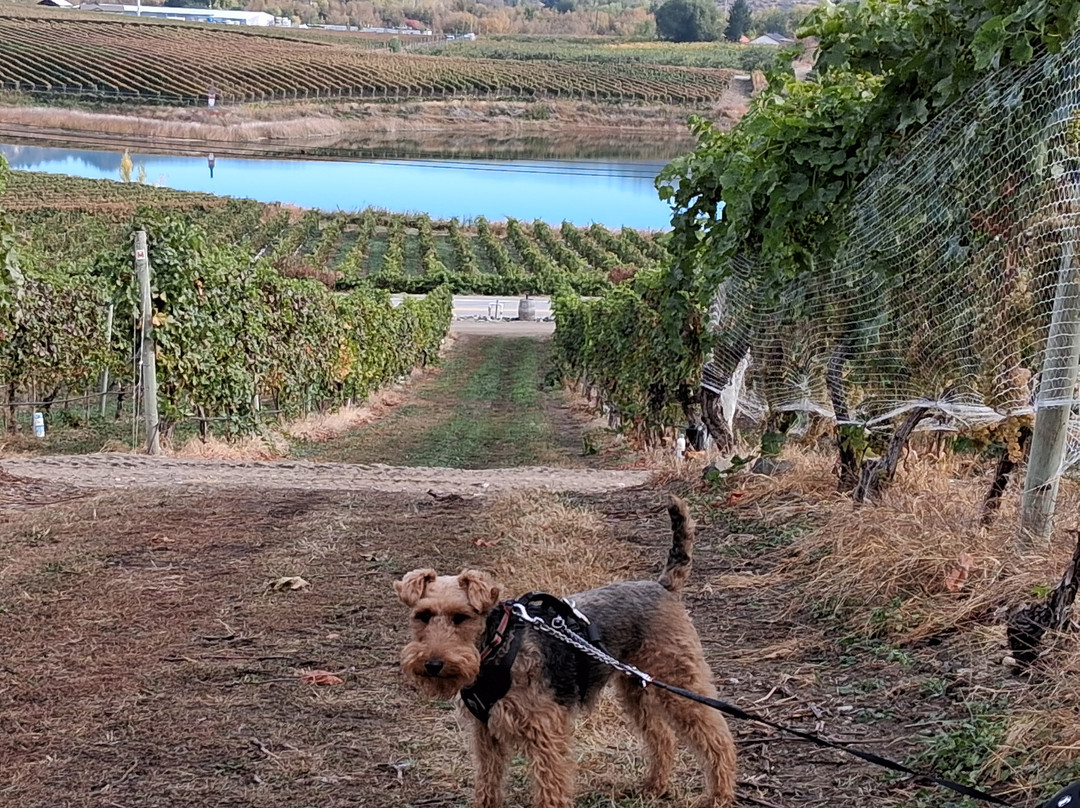 Castoro De Oro Estate Winery-Oliver必去景点