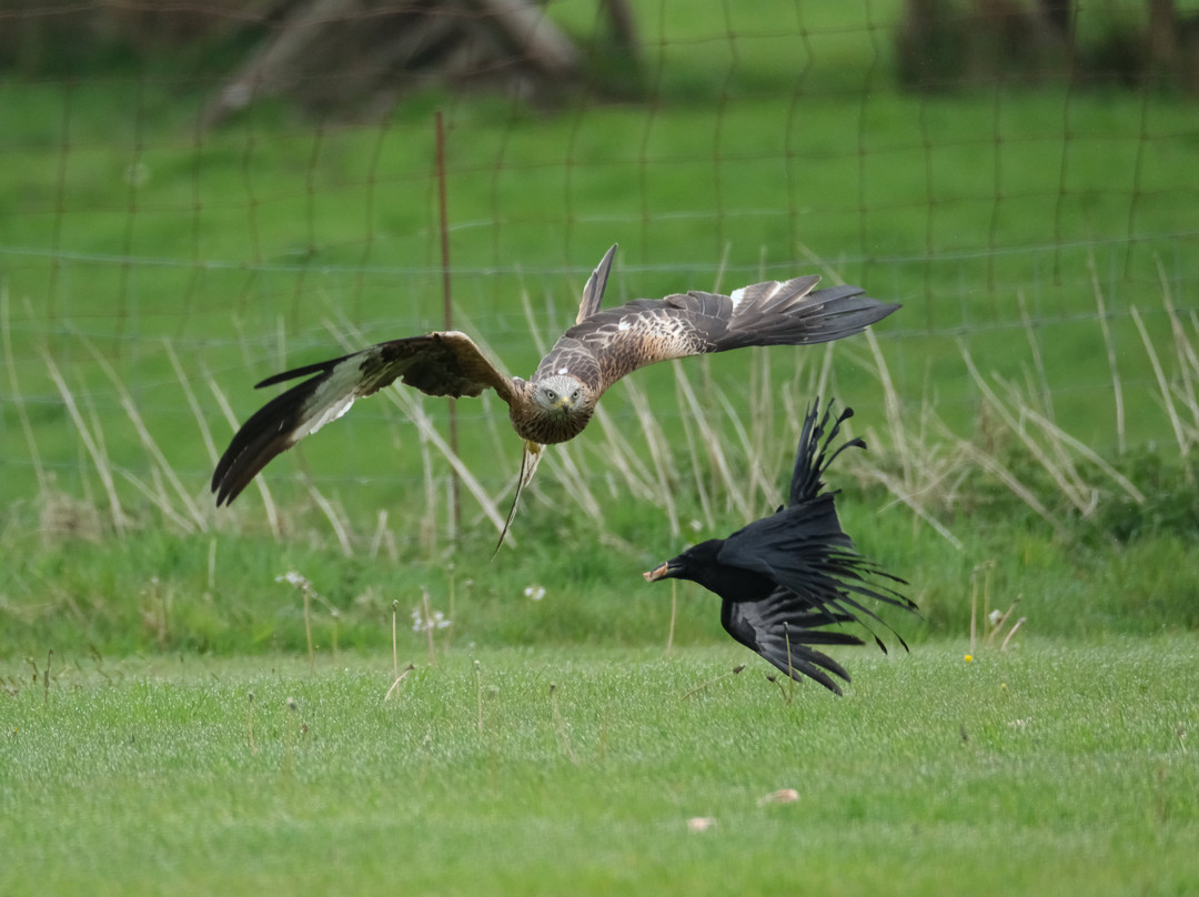 Red Kite Feeding Station, Llanddeusant-Llanddeusant必去景点