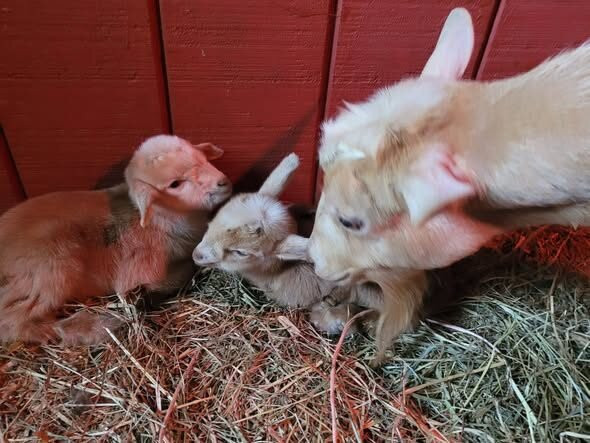 Candy Mountain Goat Farm
