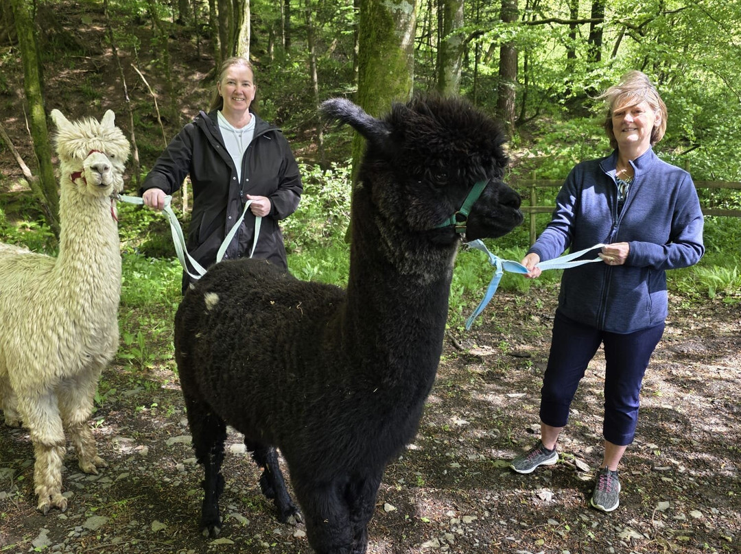 Hebbs Alpacas-Canonbie必去景点