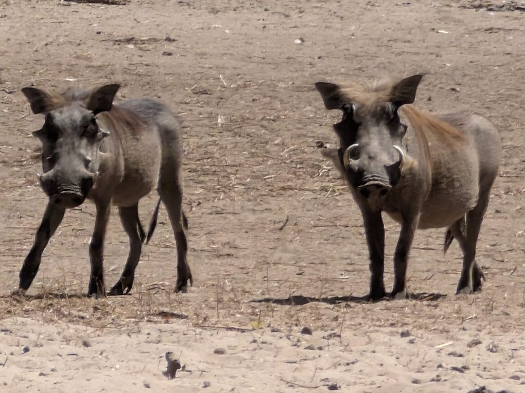 Fathala Wildlife Reserve-Dassilame Ba必去景点
