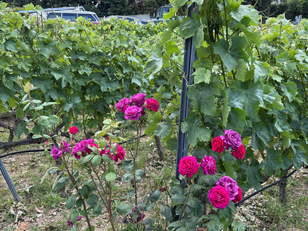 Domaine Florian-Trilofo必去景点