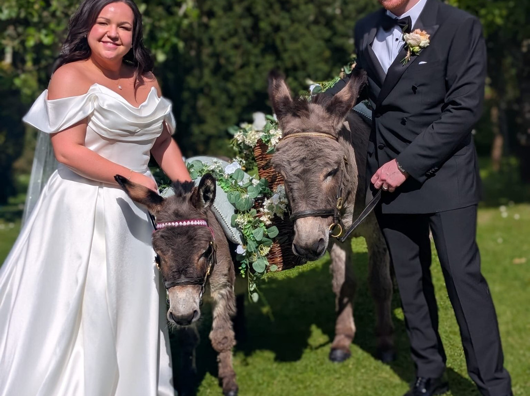 Kinedale Donkeys-Ballynahinch必去景点