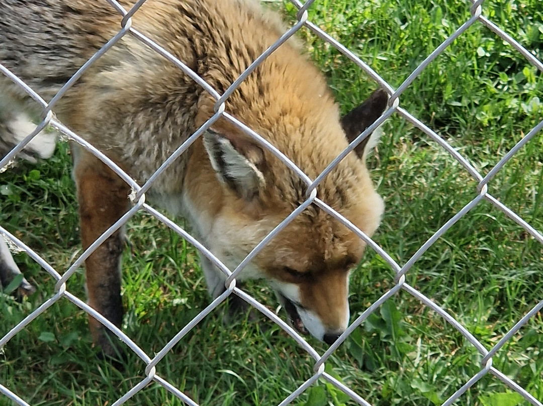 British Wildlife Centre-Lingfield必去景点