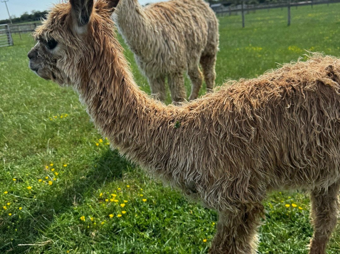 Cotswold Vale Alpacas-伊夫舍姆必去景点