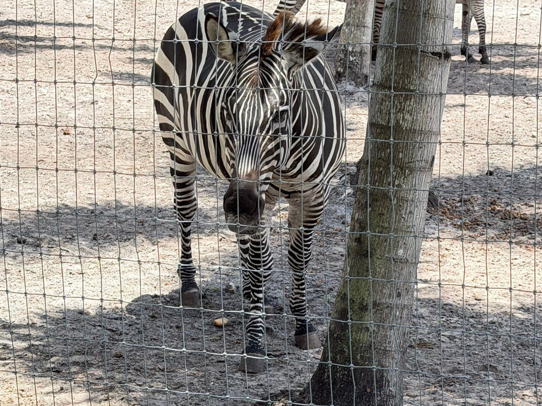 Animal EDventure Park & Safari-博因顿海滩必去景点