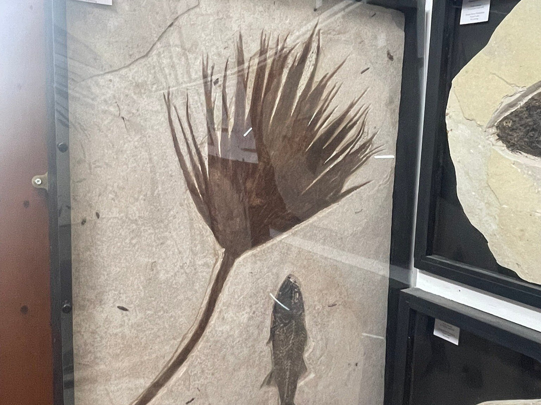 Dinosaurland Fossil Museum-莱姆里杰斯必去景点