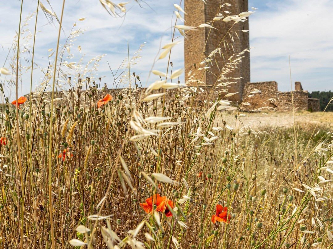 Torre de Armas o del Campo-阿拉尔孔必去景点