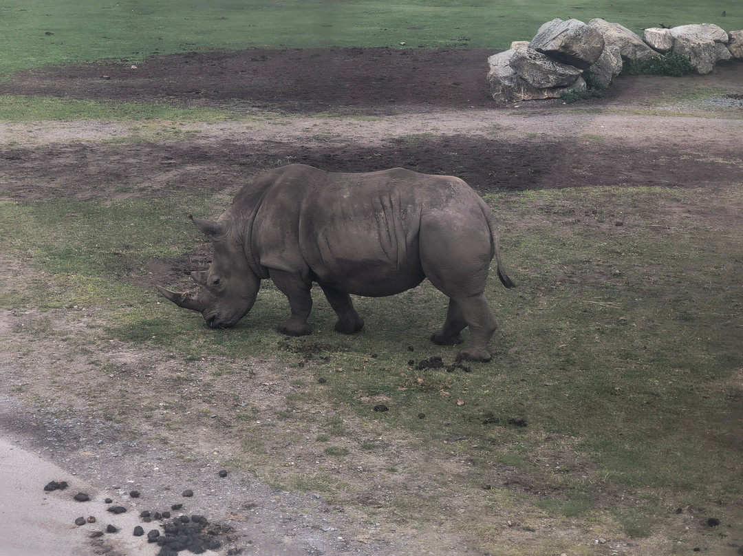 Serengeti-park Hodenhagen-Hodenhagen必去景点