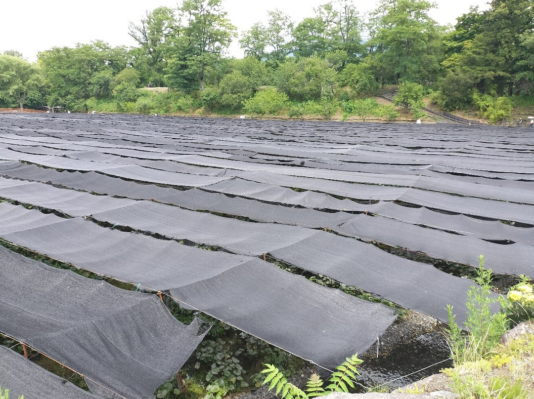 Daio Wasabi Farm-安昙野市必去景点
