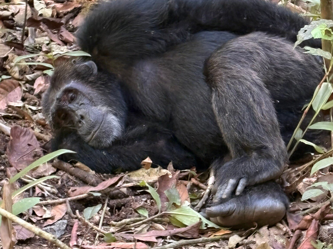 Devine African Safaris-吉佳利必去景点