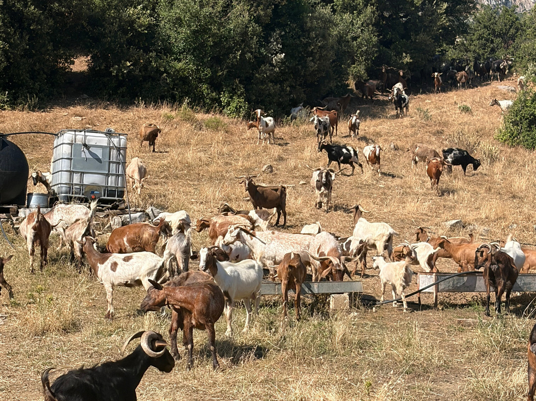 Sofie's Goat Farm-Argos必去景点