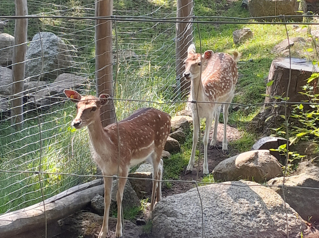 Tierpark Sassnitz-萨斯尼茨必去景点