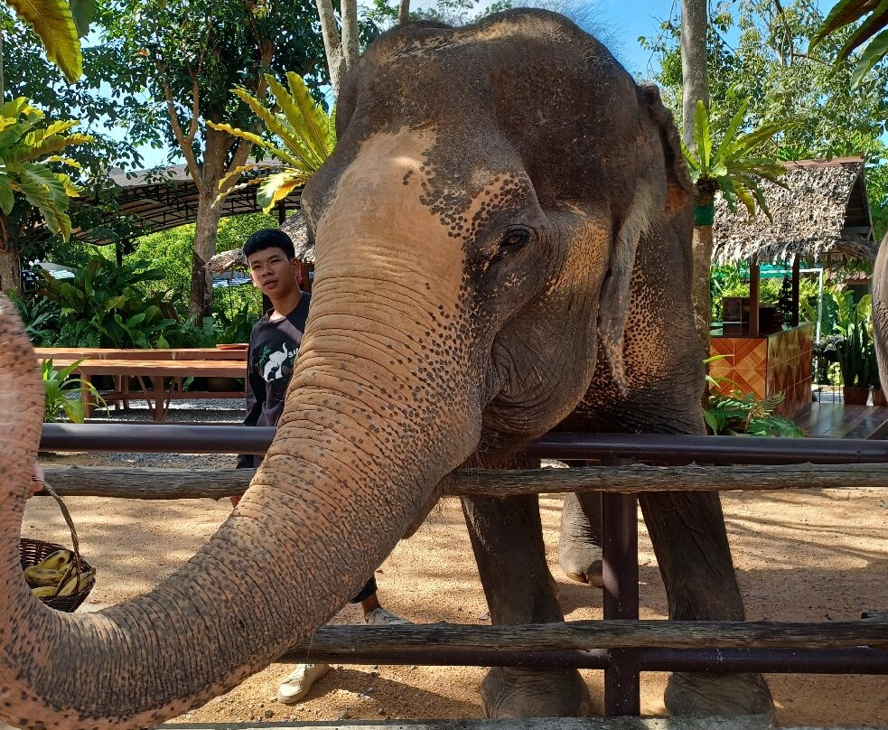 Samui Elephant Sanctuary-波普特必去景点