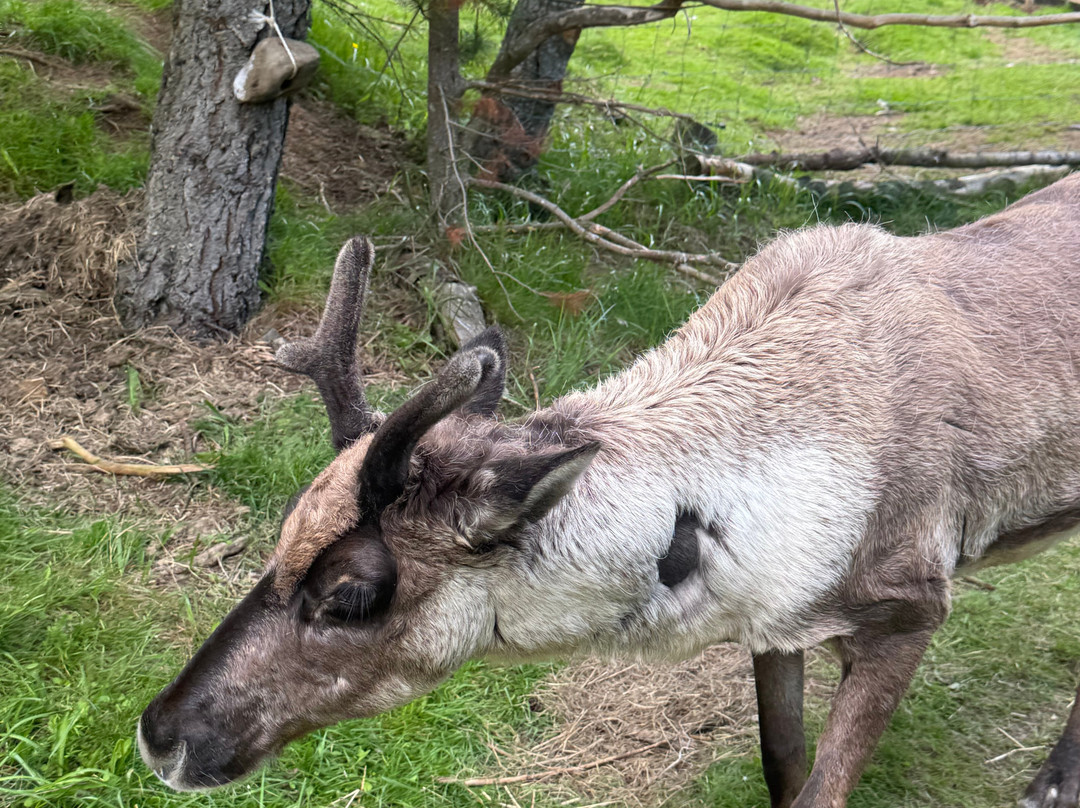Reindeer Park / Hreindýragarðurinn-Fellabaer必去景点