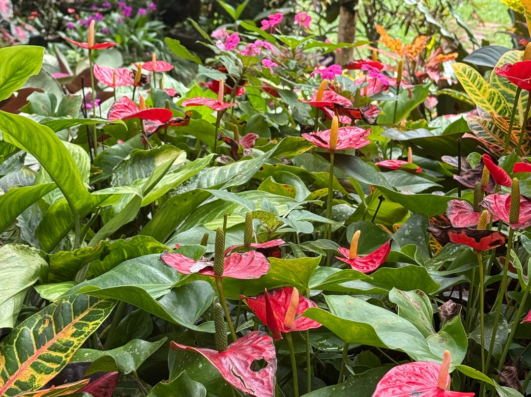 Hunte's Gardens-Saint Joseph Parish必去景点