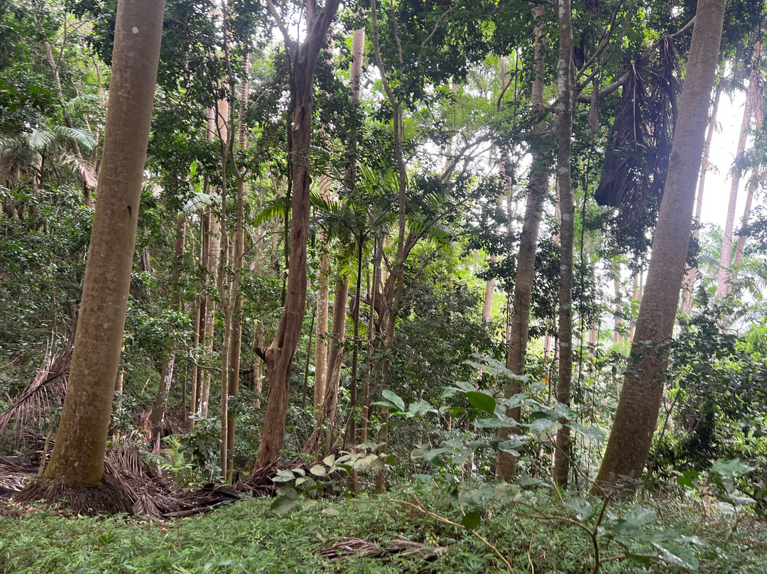 Coco Hill Forest-Melvin Hill必去景点