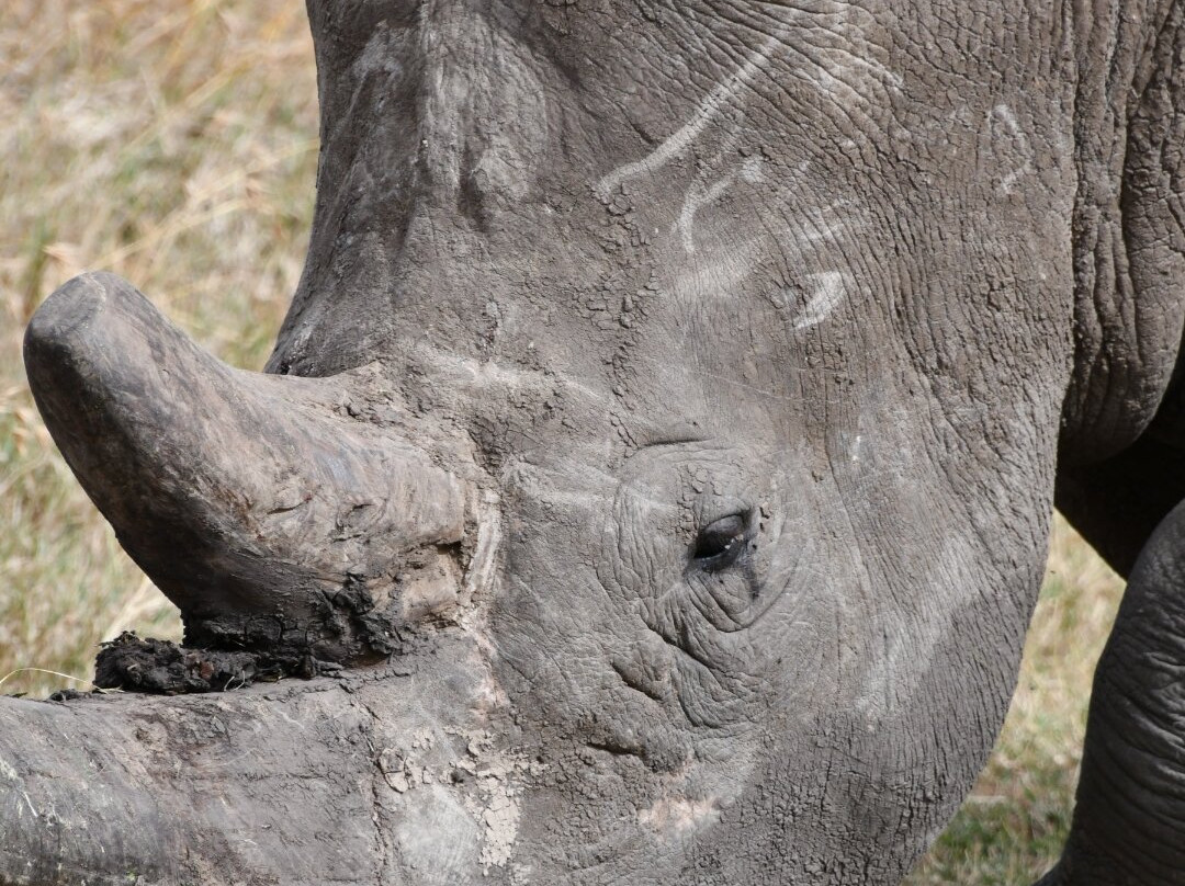 Ol Pejeta Conservancy-Laikipia County必去景点
