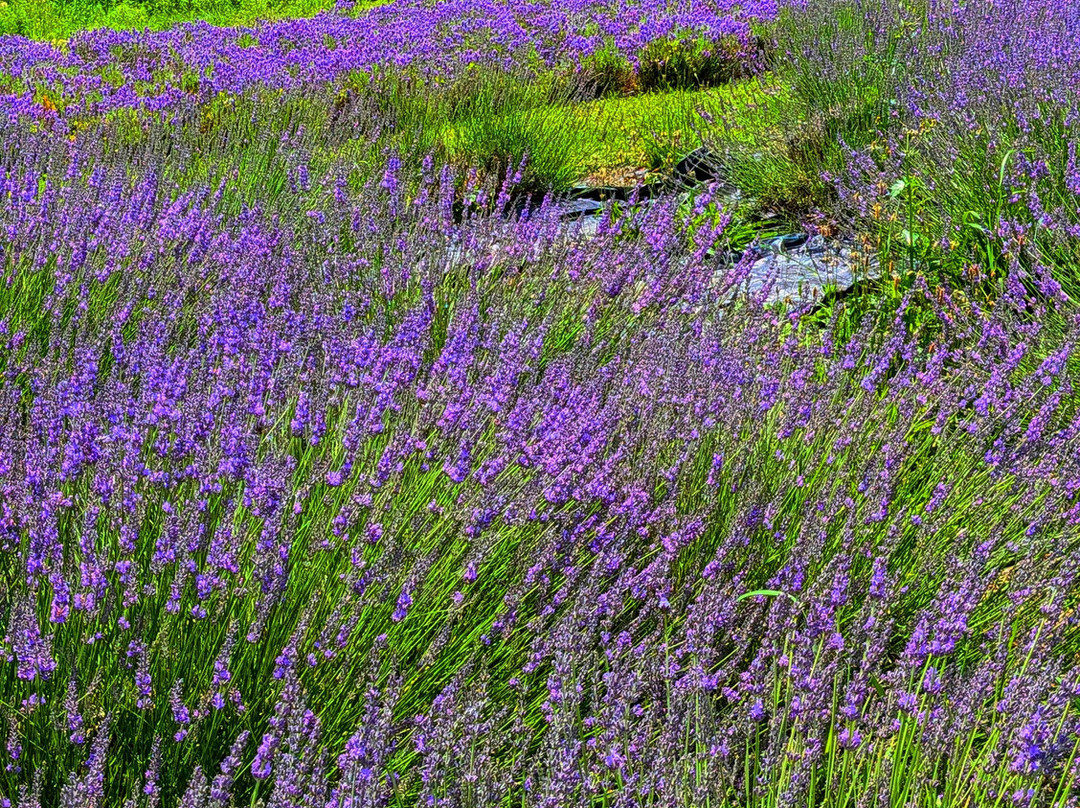 Kelso Lavender Farm-Milton必去景点