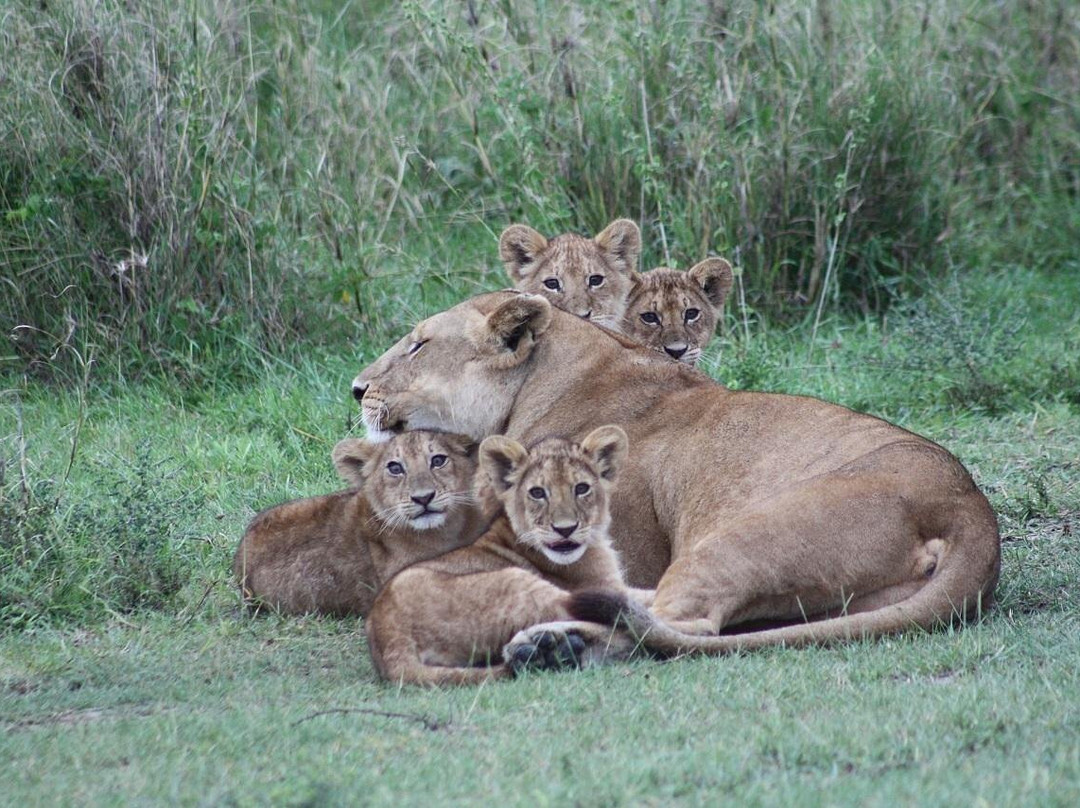 Livingstone Safari Tanzania-阿鲁沙必去景点