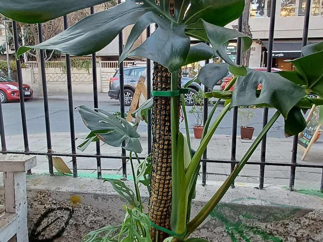 Jardin Pura Vida