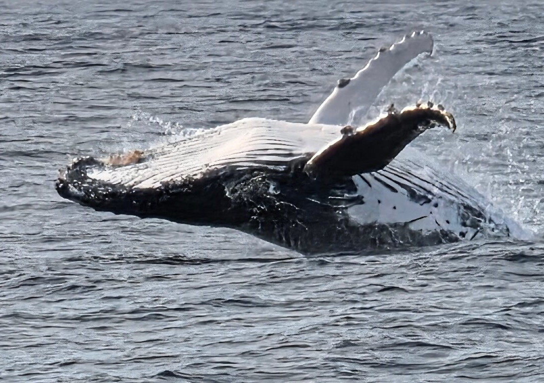 Go Whale Watching Sydney-悉尼必去景点