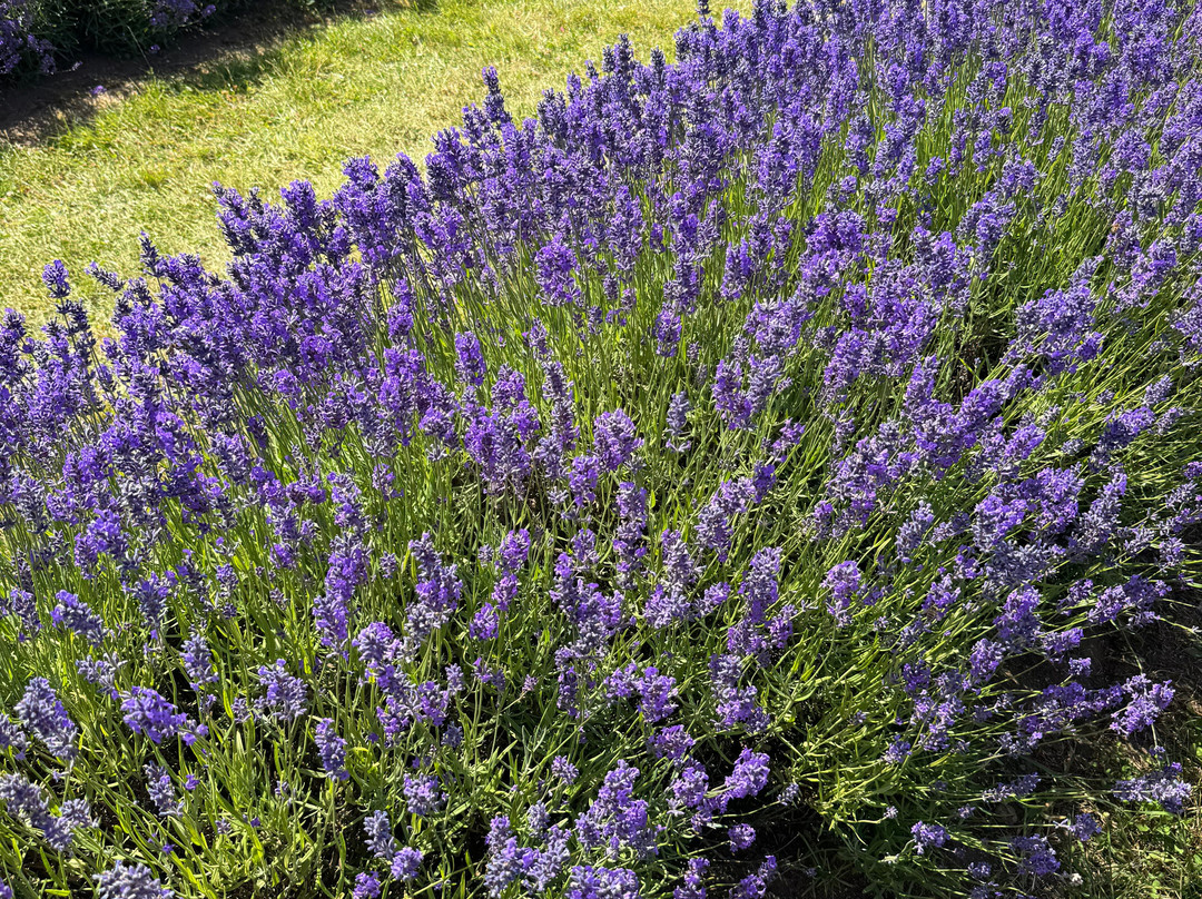 Lavender Fields-Alton必去景点
