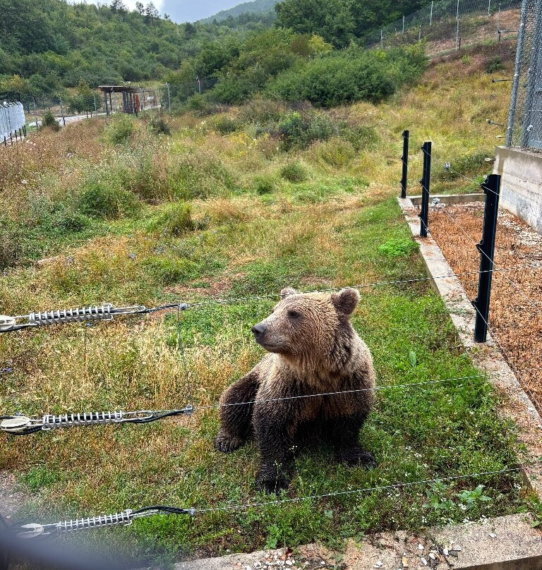 BEAR SANCTUARY Prishtina-普里什蒂纳必去景点