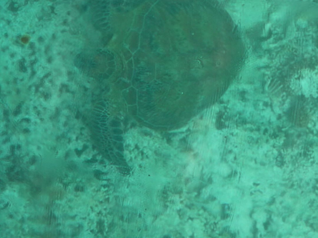 1770reef-1770镇必去景点