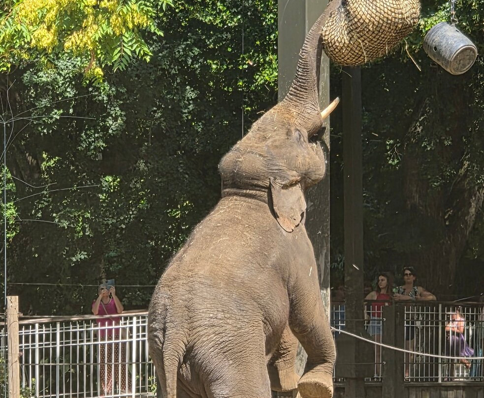 Zoo Antwerpen (dierentuin)-安特卫普必去景点