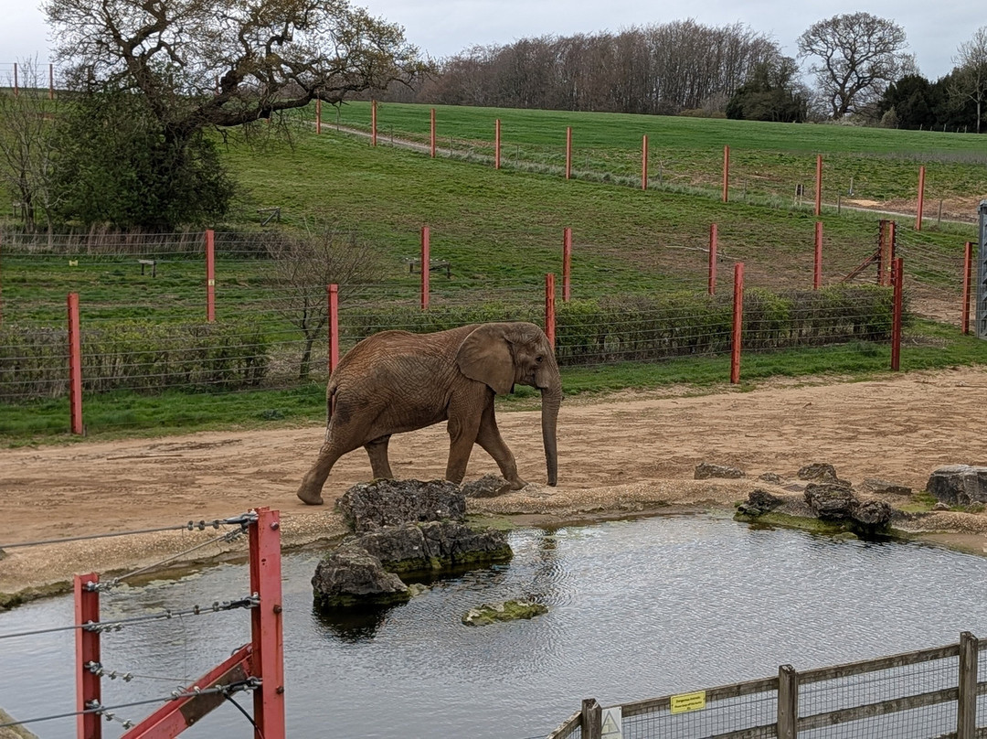 Noah's Ark Zoo Farm-Wraxall必去景点
