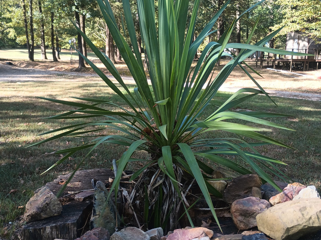 Arrowhead Cabin and Canoe Rental-Caddo Gap必去景点