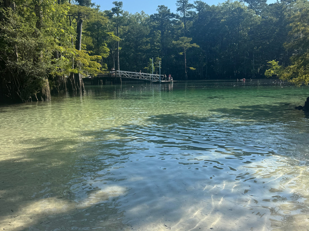 Morrison Springs County Park-佛罗里达必去景点