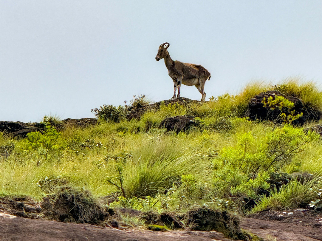 Rajamalai (Eravikulam) National Park-慕那尔必去景点