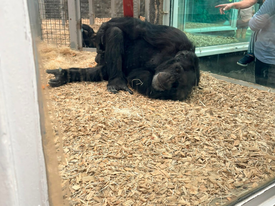 Colchester Zoo-科尔切斯特必去景点