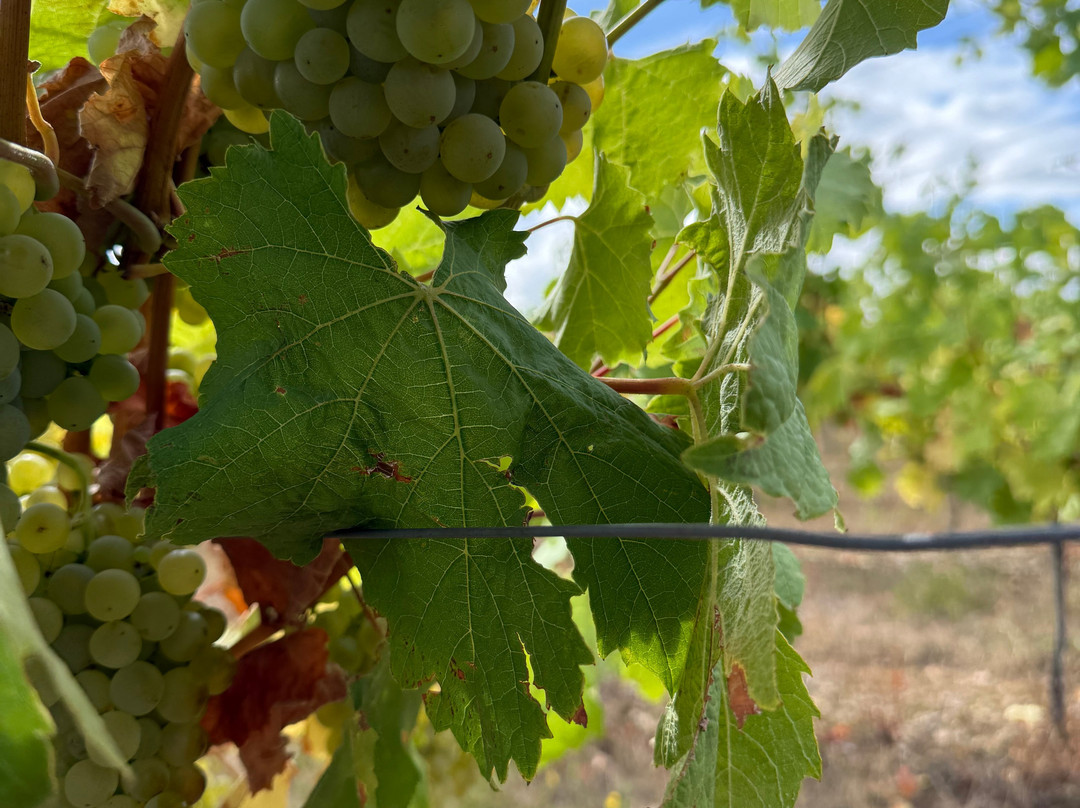 The Rutland Vineyard-Ketton必去景点