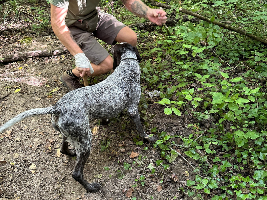 Truffle Hunting-Motovun必去景点