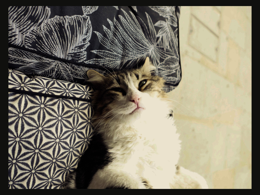 Bedford Cat Café-贝德福德必去景点