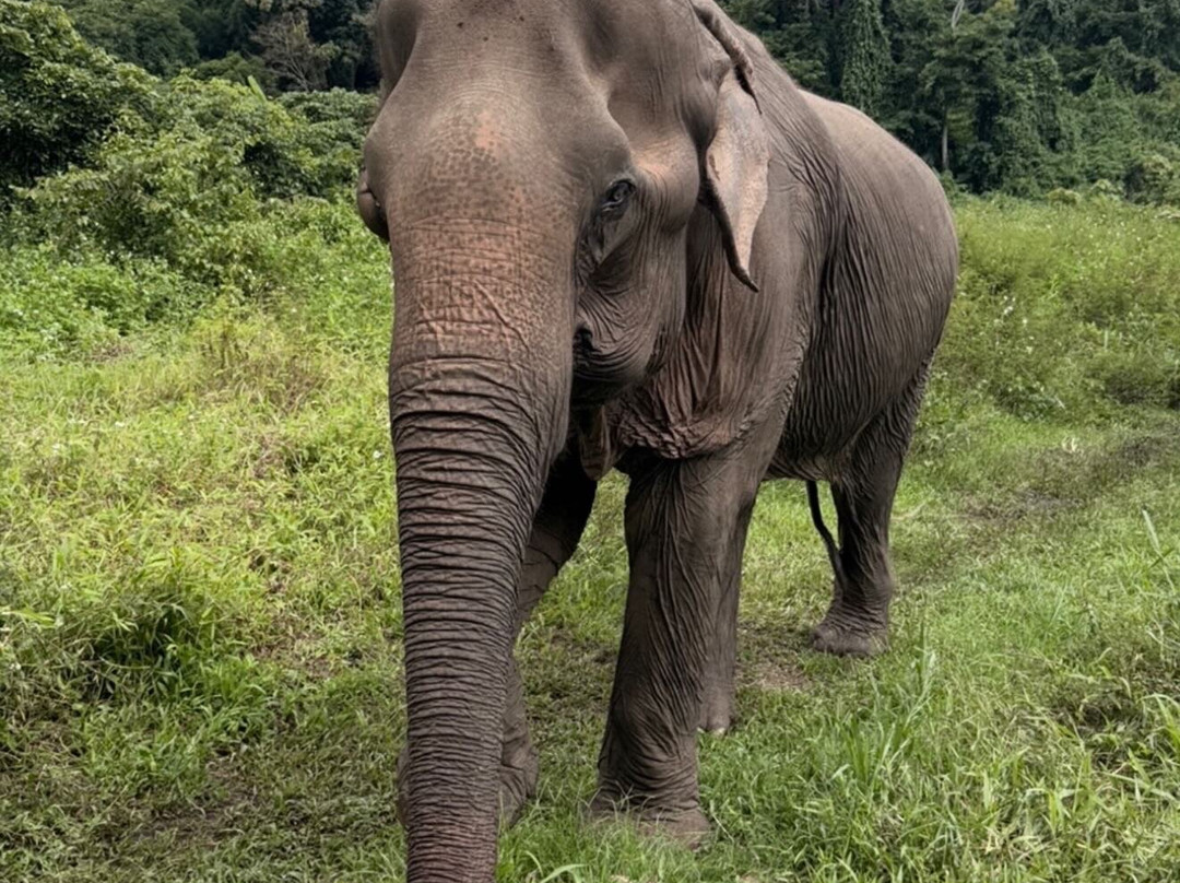 Lanna Kingdom Elephant Sanctuary-清迈必去景点