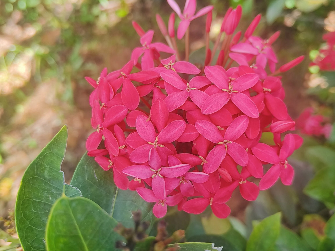 Kshemavana-Bangalore District必去景点